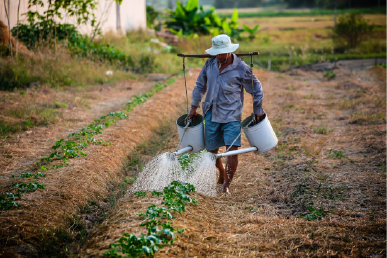 AGRICULTURA URBANA EM FORTALEZA